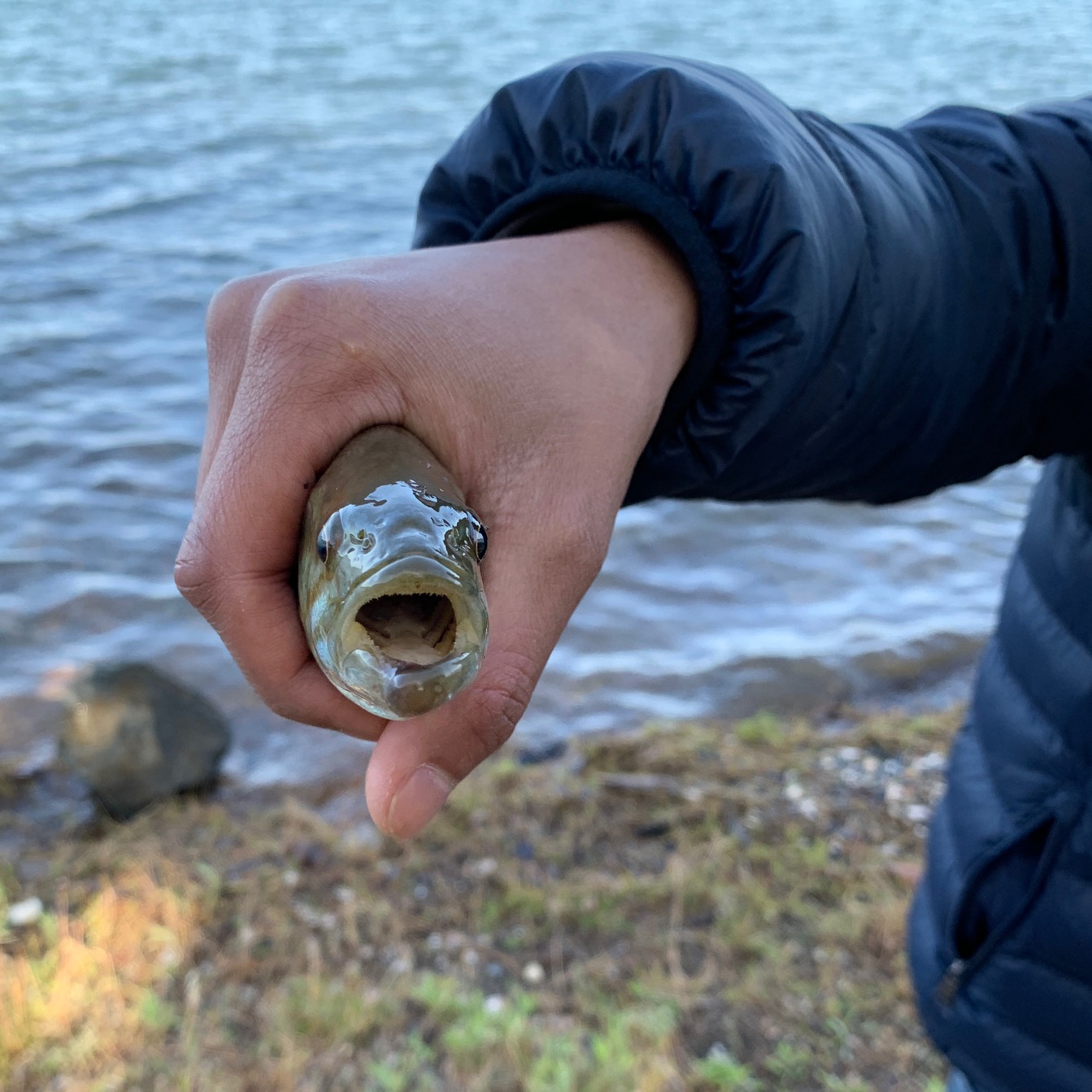 Smallmouth Bass