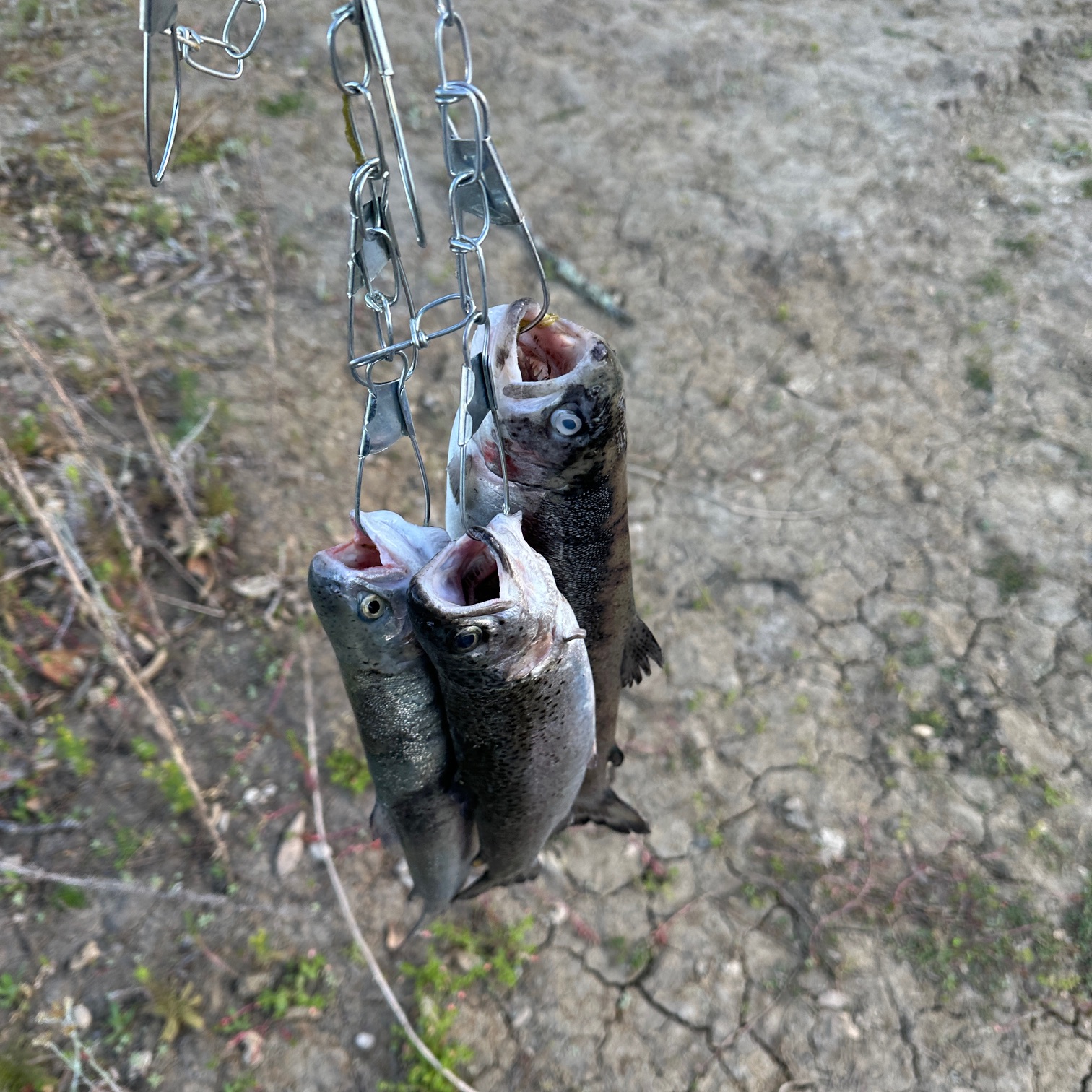 Three Rainbow Trout